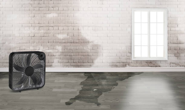 Best Water damage contractors near me  in South Tucson, AZ